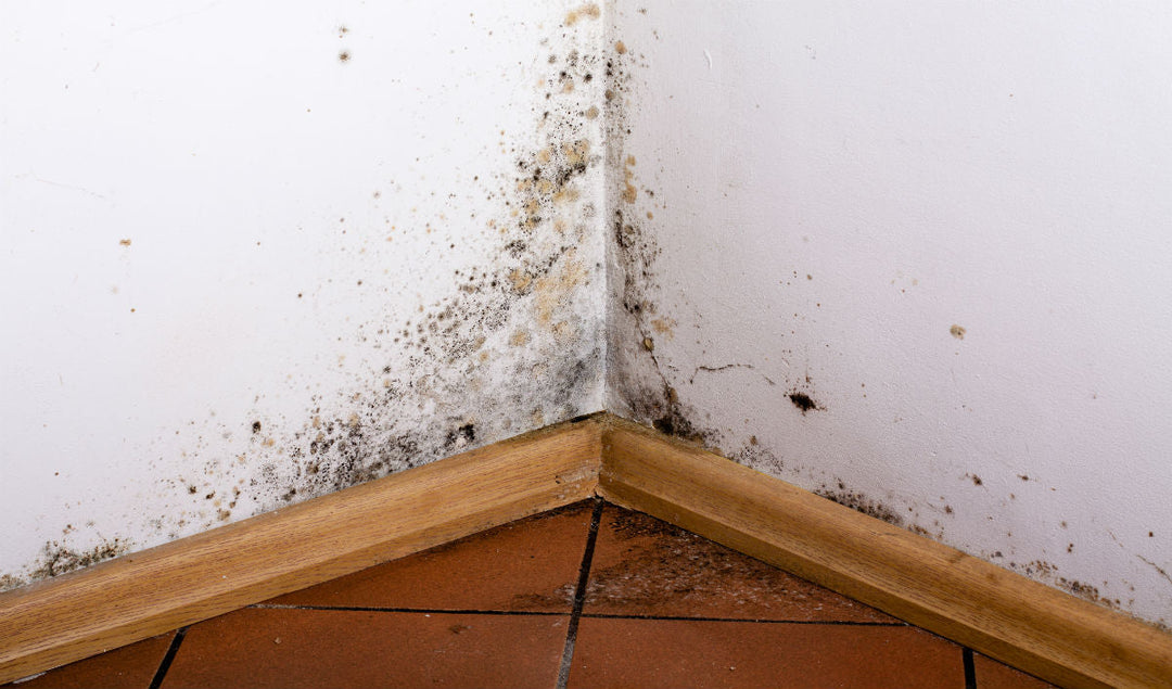 4 Easy Ways To Keep Your Home Mold-Free This Monsoon