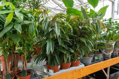 Lessons From PBC: How Household Green Plants Can Help Clean Delhi's Air, Known To Be World's Dirtiest